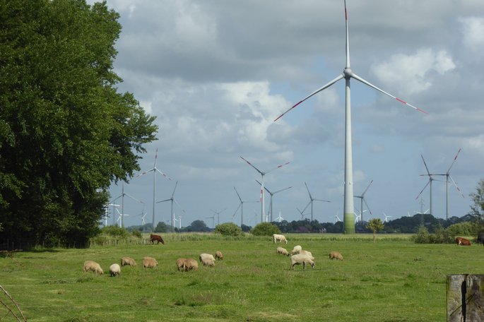 Wiese mit Windkraftanlagen und Schafen davor